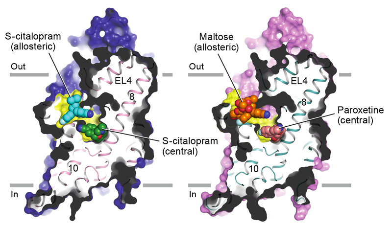 Allosteric sites of the human serotonin transporter (SERT)