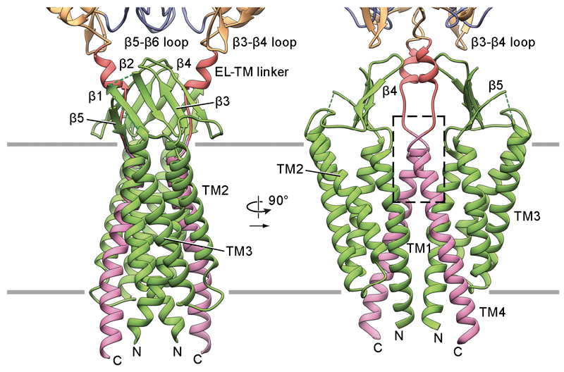 Cryo-EM structure of the PCDH151EC/LHFPL5 transduction channel complex