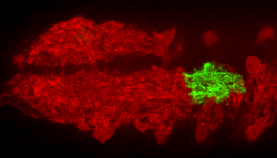 A single astrocyte (green) in the larval central nervous system