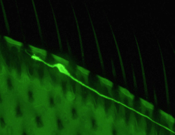 A single sensory neuron in the adult Drosophila wing