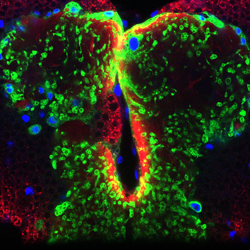 Astrocytes (green) at metamorphosis transform into phagocytes to prune neurons