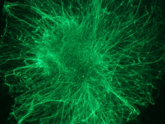 Neurons from Stem Cells
