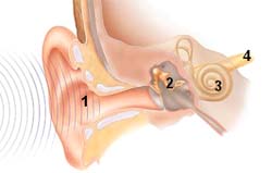 Normal Hearing Diagram