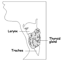 Thyroid Diagram
