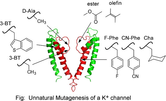 Unnatural mutagenesis of a K+ channel