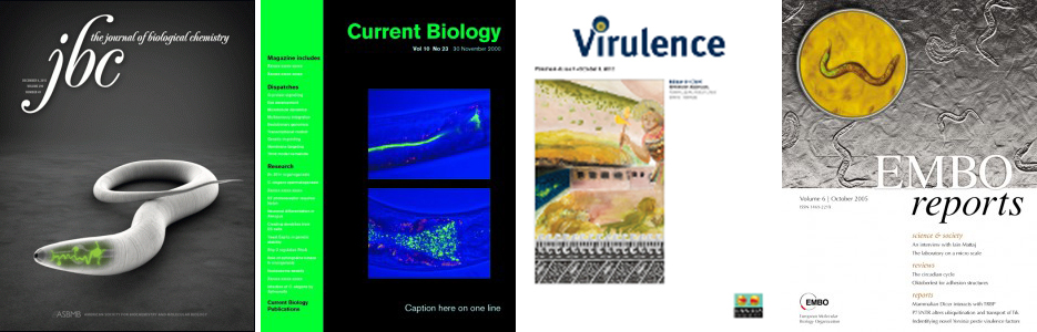 Image of four covers from issues of scientific journals that contain research articles from Alejandro Aballay.