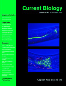 Current Biology cover: Salmonella typhimurium colonization of the Caenorhabditis elegans intestine.