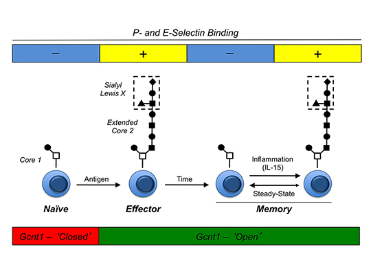 Figure three: Diagram entitled P- and E- Selectin Binding,  illustrates the effects of antigen encounter on CD8+ T cells, the partial loss of these effects over time, and the recurrence of these effects with exposure to IL-15 during an inflammatory challenge.
