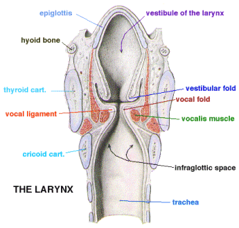 Larynx Chart