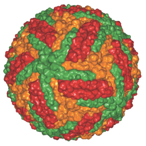 Figure one: Illustration of dengue serotype 3 virion, presented as a free, orange and red sphere.