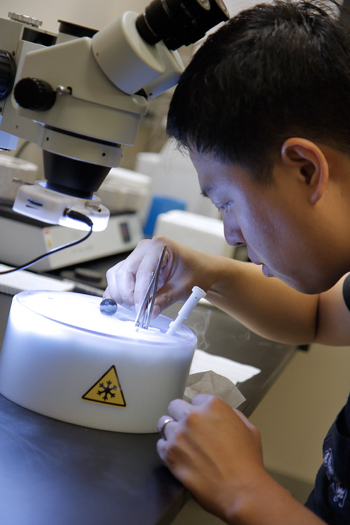 Shanshuang Chen, PhD preparing samples for cryo-EM
