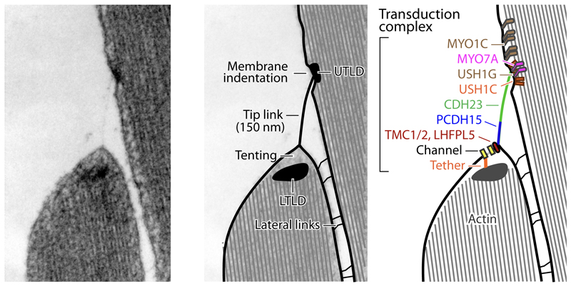 Anatomy of a hair cell transduction complex