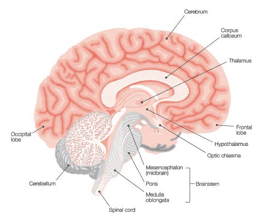Illustrated diagram of the brain with major regions. 