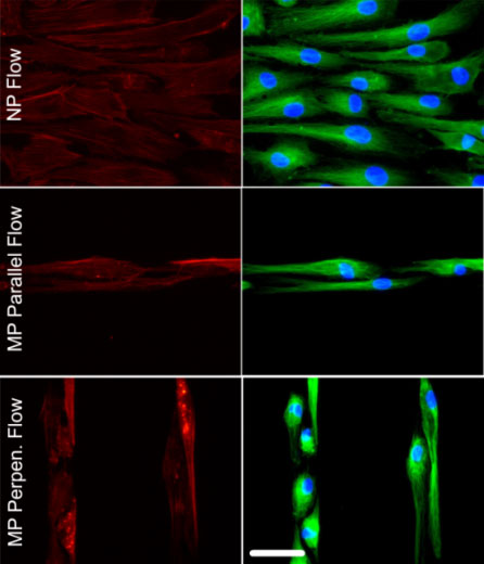 Group of six multicolor images of endothelial cells, in two columns and rows. Left column is red images, right column is green images. Rows are labeled from top to bottom: NP Flow, MP Parallel Flow, MP Perpen. Flow.