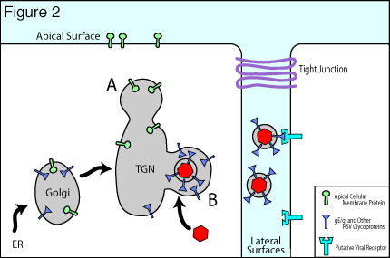 Figure two: Illustration portraying virus envelopment in the trans-Golgi network.