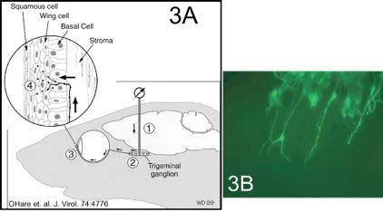 HSV Proteins, diagram on left labeled 3A and image on right labeled 3B. 