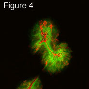 Figure four: Image of HSV membrane protein.