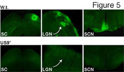 Figure five: Six tiled images, comparing wild type virus to US9- mutant.