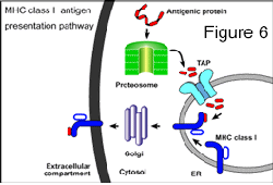 Figure six: Illustration showing HSV ICP47 inhibits TAP, the Transporter associated with Antigen Presentation, a cellular protein that pumps antigenic peptides into the ER where they are loaded onto MHC class I proteins.