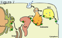 Figure seven: Illustration showing exogenous, extracellular antigens that are taken up by endocytosis or phagocytosis.