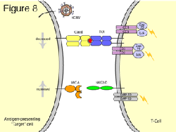 Figure eight illustration: NK2G-D recognizing MICA and MICB which are MHC class I proteins.
