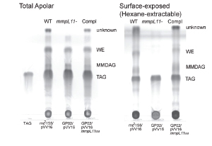 Figure two: Cell envelope lipid profiles of wild-type, mmpL11 mutant, and complemented mmpL11 mutant mycobacteria strains, analyzed via thin-layer chromatography. Left panel is total apolar lipids, right panel is surface-exposed (hexane-extractable) lipids.