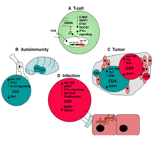 Figure showing four illustrations, labeled A: T-Cell, B: Autoimmunity, C: Tumor and D: Infection.