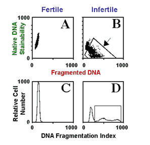 DNA Fragmentation index