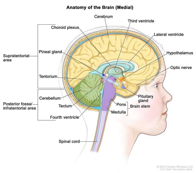 Illustration of brain anatomy