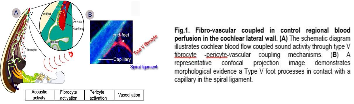 Fibro-vascular coupled - Shi Lab OHRC