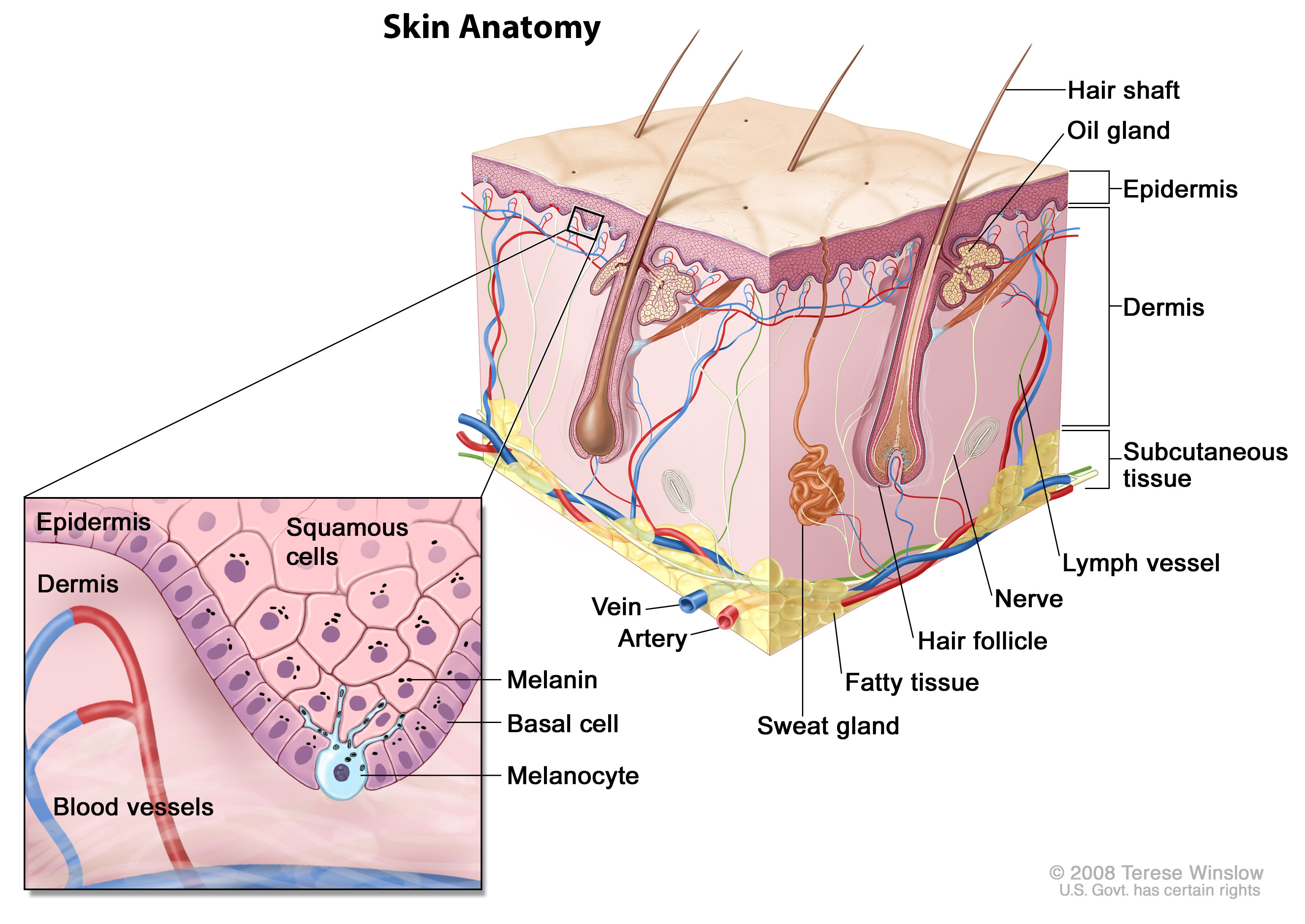 Diagram illustrating skin anatomy for understanding melanoma and other skin cancers