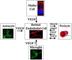 A scientific diagram illustrating the relationships between retinal nerves and cells.