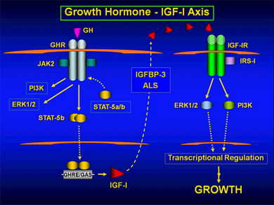 Diagram showing the Growth Hormone IGF-I Axis