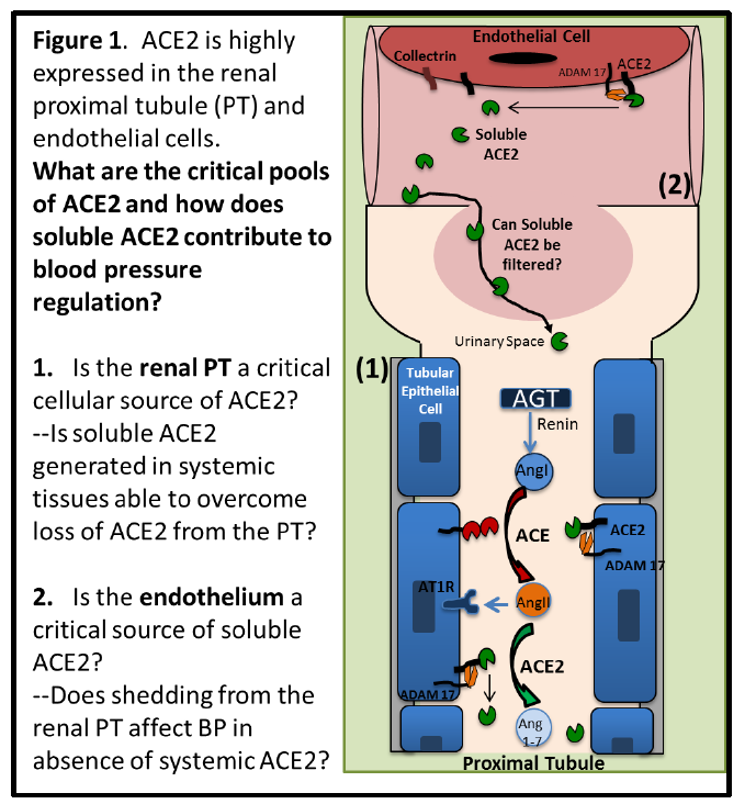 Figure 1. ACE2 & Hypertension diagram