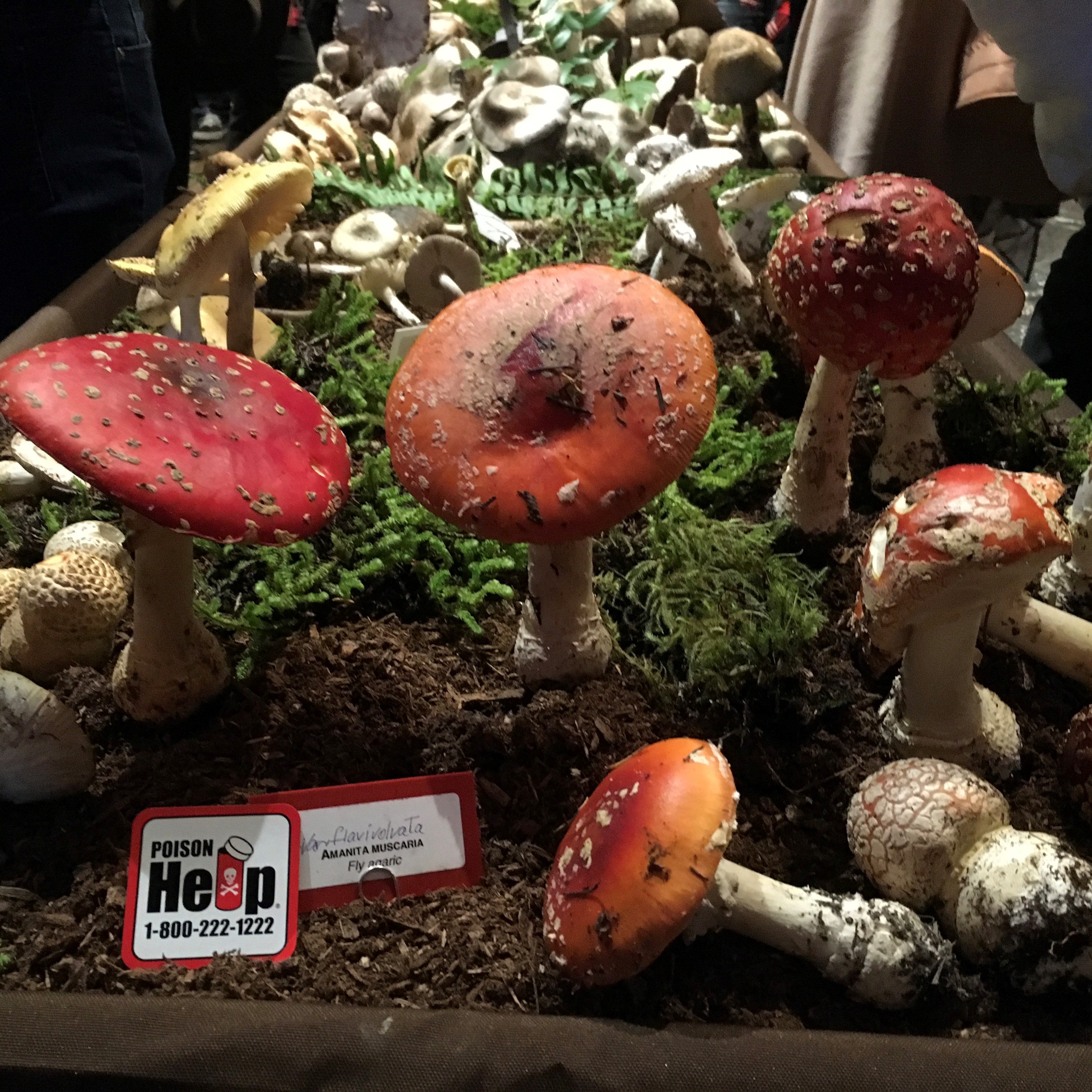 Amanita Mascaria mushrooms on display at the Oregon Mushroom Show