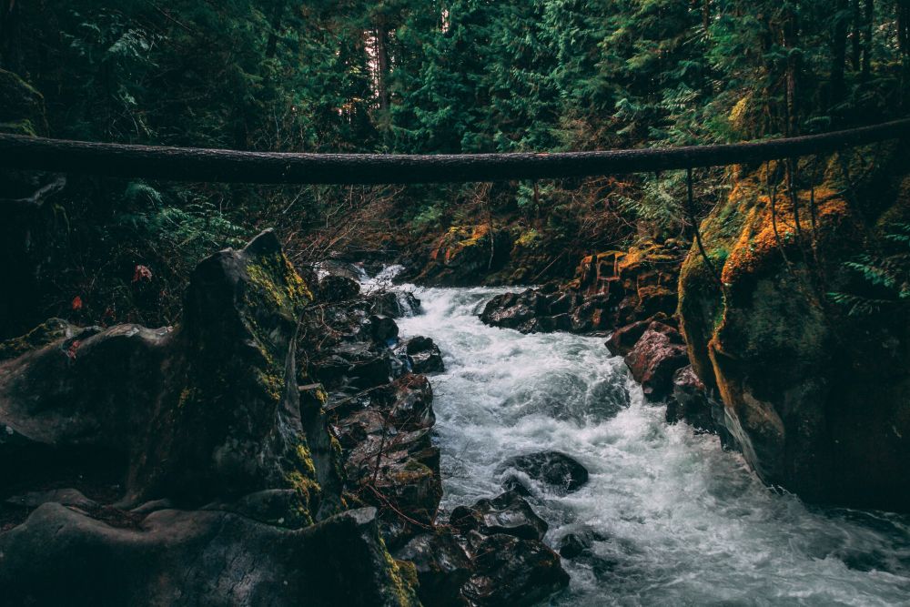 Mountain river in a lush pacific northwest forest.