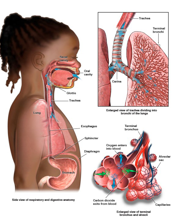 A diagram showing the anatomy and function of the respiratory system.