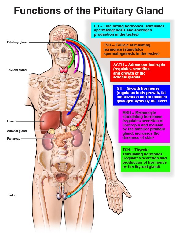 Diagram of functions of the pituitary gland and hormones it produces