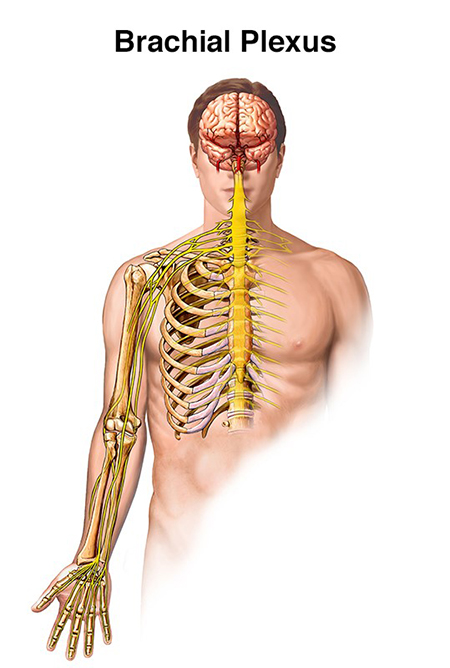Diagram of the anatomy of the brachial plexus