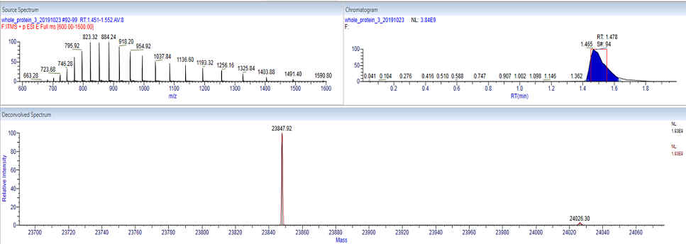 Determination of whole protein mass