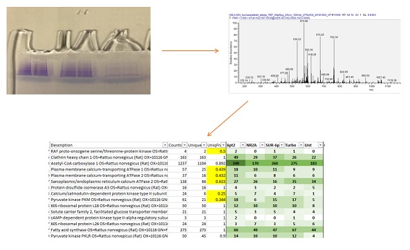 Protein identification and partial sequencing