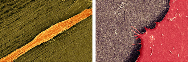Photo micrographs of gold-stained fibers (left) and reddish substance atop a "mat" like plane (right)
