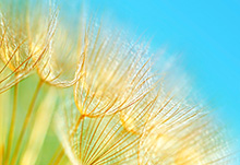 Detail of dandelion flower going to seed