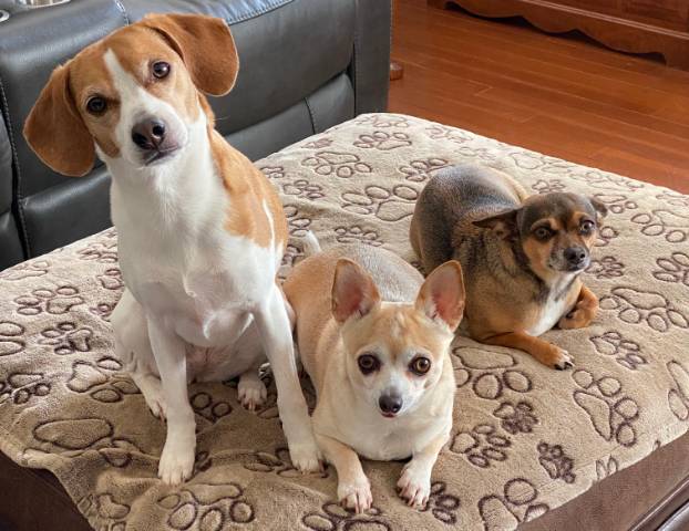 Chloe, Cali, and Carma - Sue's pups