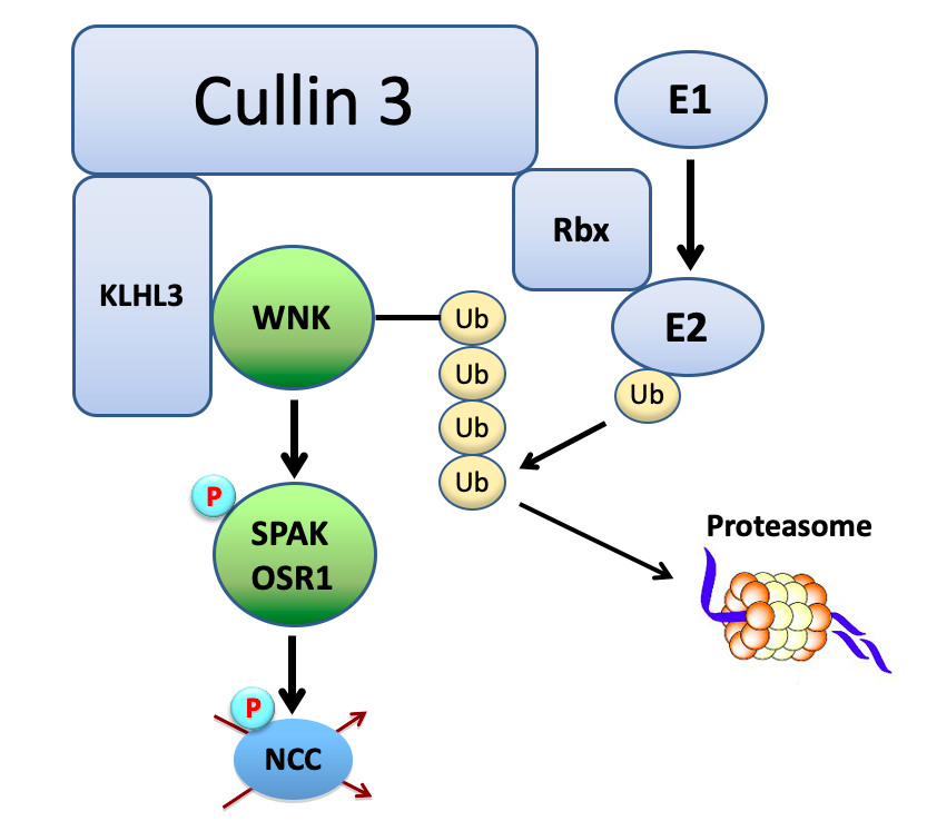Cullin 3 Pathway with WNK/SPAKs
