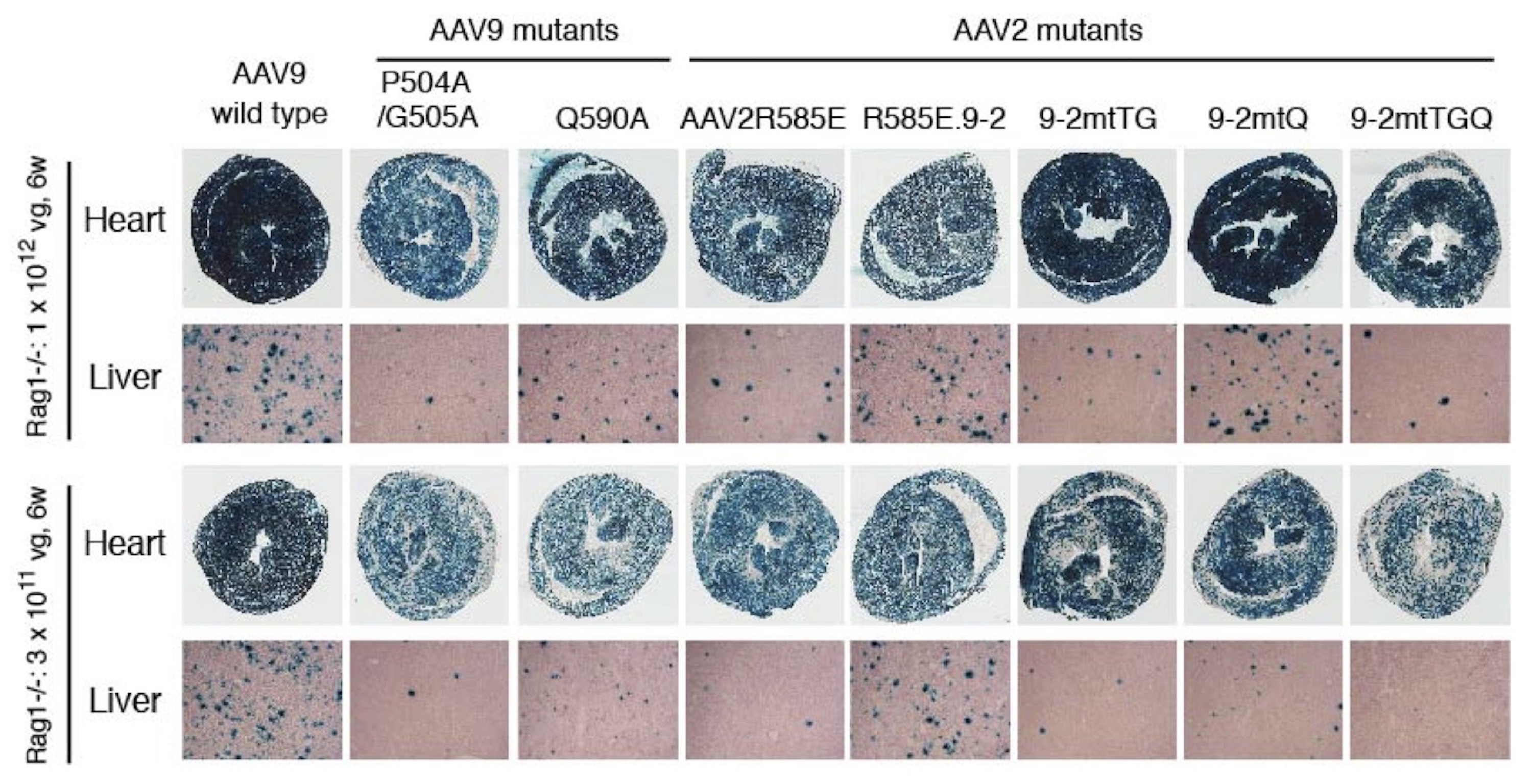 Liver and heart transduction with AAV9 and AAV2R585E mutants figure.