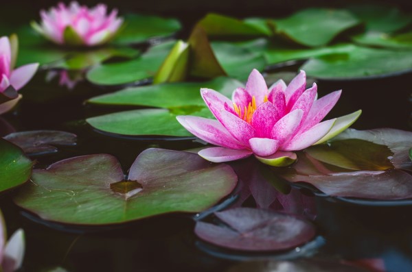 Lily pads and vibrant pink flower floating on outdoor pond