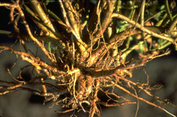Exposed roots of the Withania somnifera plant