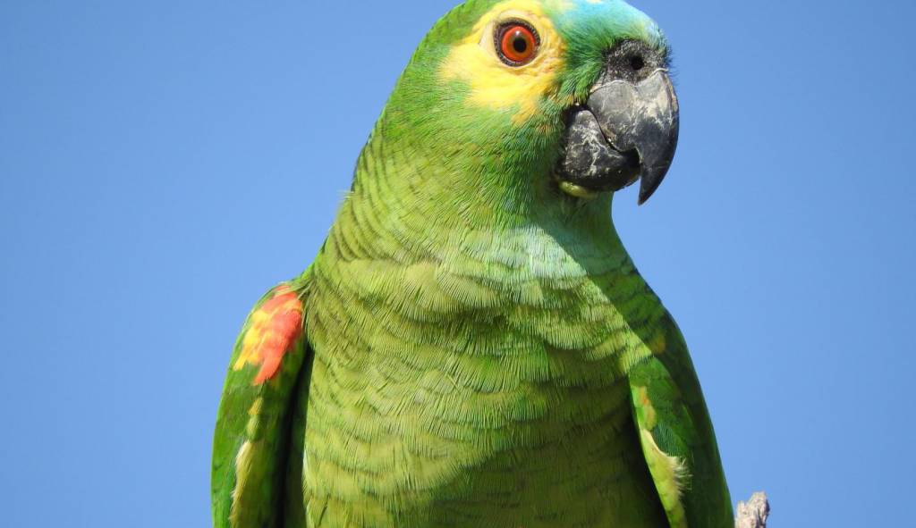 Green parrot with blue background