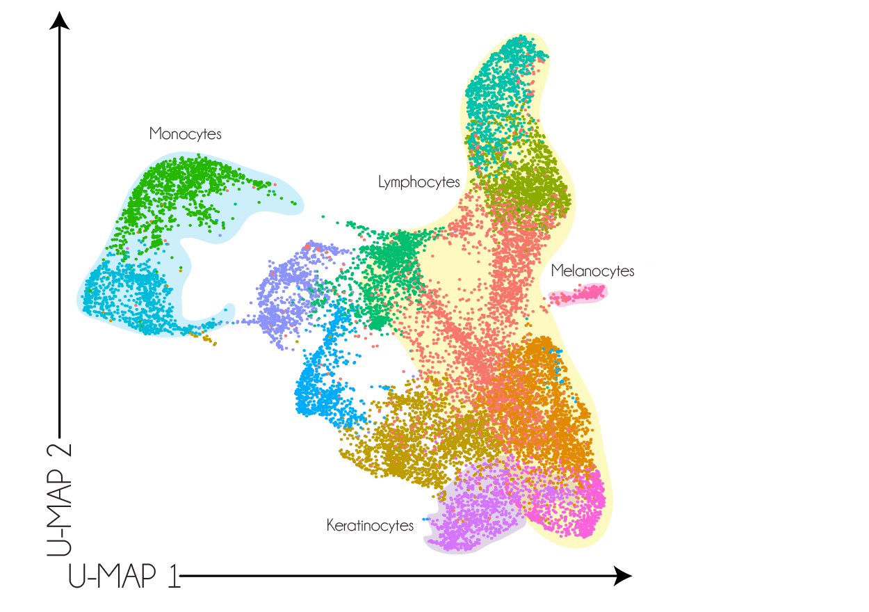 Single-cell RNA-seq UMAP showing individual clusters of immune cells in the skin